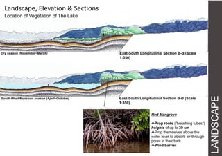 LANDSCAPE
East-South Longitudinal Section B-B (Scale
1:350)
Dry season (November~March)
South-West Monsoon season (April~October)
Red Mangrove
Prop roots ("breathing tubes")
heights of up to 30 cm
Prop themselves above the
water level to absorb air through
pores in their bark .
Wind barrier
East-South Longitudinal Section B-B (Scale
1:350)
Landscape, Elevation & Sections
Location of Vegetation of The Lake
 