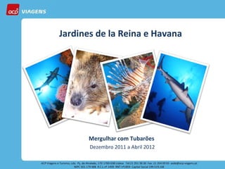 Jardines de la Reina e Havana Mergulhar com Tubarões  Dezembro 2011 a Abril 2012 
