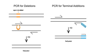 Site directed mutagenesis by pcr | PPTX