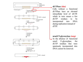 Site Directed Mutagenesis (SDM).pptx