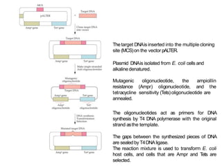 Site Directed Mutagenesis (SDM).pptx