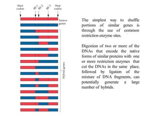 Site Directed Mutagenesis (SDM).pptx