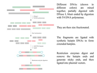 Site Directed Mutagenesis (SDM).pptx