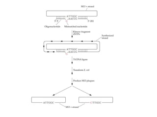 Site Directed Mutagenesis (SDM).pptx