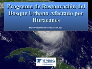 Programa de Restauraci ón del Bosque Urbano Afectado por Huracanes http://treesandhurricanes.ifas.ufl.edu 