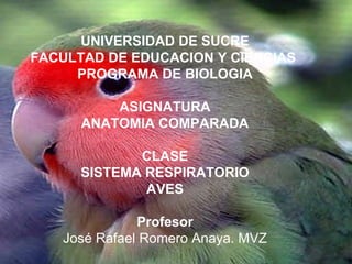 UNIVERSIDAD DE SUCRE FACULTAD DE EDUCACION Y CIENCIAS  PROGRAMA DE BIOLOGIA ASIGNATURA ANATOMIA COMPARADA CLASE SISTEMA RESPIRATORIO AVES Profesor José Rafael Romero Anaya. MVZ 