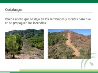 Cortafuegos
Vereda ancha que se deja en los sembrados y montes para que
no se propaguen los incendios
 