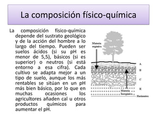La composición físico-química
La

composición físico-química
depende del sustrato geológico
y de la acción del hombre a lo
largo del tiempo. Pueden ser
suelos ácidos (si su pH es
menor de 5,5), básicos (si es
superior) o neutros (si está
entorno a esa cifra). Cada
cultivo se adapta mejor a un
tipo de suelo, aunque los más
rentables se sitúan en un pH
más bien básico, por lo que en
muchas
ocasiones
los
agricultores añaden cal u otros
productos
químicos
para
aumentar el pH.

 