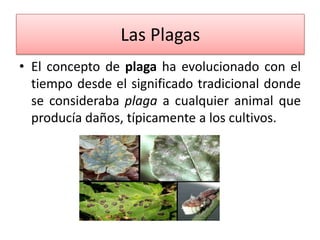 Las Plagas
• El concepto de plaga ha evolucionado con el
tiempo desde el significado tradicional donde
se consideraba plaga a cualquier animal que
producía daños, típicamente a los cultivos.

 