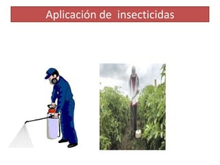 Aplicación de insecticidas

 
