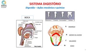BOCA
AMARGO
AZEDO OU ACIDO
SALGADO
DOCE
15
SISTEMA DIGESTÓRIO
Digestão – Ações mecânica e química
 