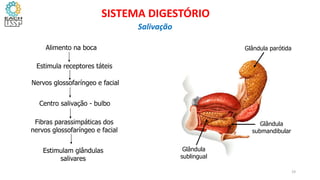 Glândula parótida
Glândula
submandibular
Glândula
sublingual
Alimento na boca
Estimula receptores táteis
Nervos glossofaríngeo e facial
Centro salivação - bulbo
Fibras parassimpáticas dos
nervos glossofaríngeo e facial
Estimulam glândulas
salivares
19
SISTEMA DIGESTÓRIO
Salivação
 
