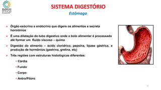  Órgão exócrino e endócrino que digere os alimentos e secreta
hormônios
 É uma dilatação do tubo digestivo onde o bolo alimentar é processado
até formar um fluido viscoso – quimo
 Digestão do alimento – ácido clorídrico, pepsina, lipase gástrica, e
produção de hormônios (gastrina, grelina, etc)
 Três regiões com estruturas histológicas diferentes:
• Cárdia
• Fundo
• Corpo
• Antro/Piloro
21
SISTEMA DIGESTÓRIO
Estômago
 