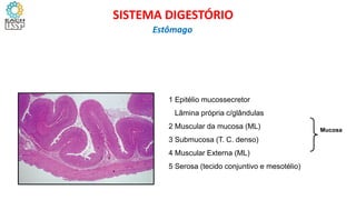 SISTEMA DIGESTÓRIO
Estômago
1 Epitélio mucossecretor
Lâmina própria c/glândulas
2 Muscular da mucosa (ML)
3 Submucosa (T. C. denso)
4 Muscular Externa (ML)
5 Serosa (tecido conjuntivo e mesotélio)
Mucosa
 
