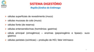  células superficiais de revestimento (muco)
 células mucosas do colo (muco)
 células fonte (de reserva)
 células enteroendócrinas (hormônios- gastrina)
 célula principal (zimogênica) – enzimas (pepsinogênio e lipase)– suco
gástrico
 células parietais (oxínticas) – produção de HCl, fator intrínseco
27
SISTEMA DIGESTÓRIO
Região fúndica do Estômago
 