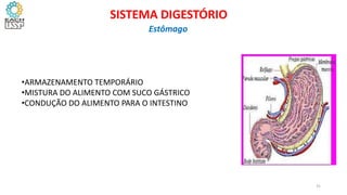 •ARMAZENAMENTO TEMPORÁRIO
•MISTURA DO ALIMENTO COM SUCO GÁSTRICO
•CONDUÇÃO DO ALIMENTO PARA O INTESTINO
31
SISTEMA DIGESTÓRIO
Estômago
 