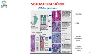 fosseta
colo
Região
superior do
corpo
Região
inferior do
corpo
principais
41
SISTEMA DIGESTÓRIO
Células gástricas
 