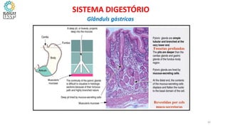 Fossetas profundas
Revestidas por cels
muco-secretoras
42
SISTEMA DIGESTÓRIO
Glânduls gástricas
 