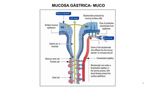 MUCOSA GÁSTRICA- MUCO
44
 