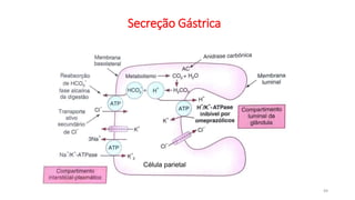 Secreção Gástrica
Célula parietal
49
 