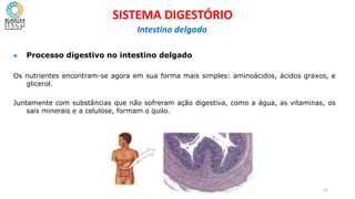  Processo digestivo no intestino delgado
Os nutrientes encontram-se agora em sua forma mais simples: aminoácidos, ácidos graxos, e
glicerol.
Juntamente com substâncias que não sofreram ação digestiva, como a água, as vitaminas, os
sais minerais e a celulose, formam o quilo.
54
SISTEMA DIGESTÓRIO
Intestino delgado
 