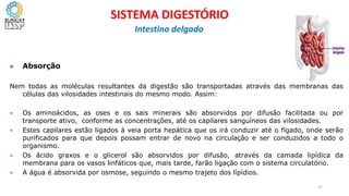  Absorção
Nem todas as moléculas resultantes da digestão são transportadas através das membranas das
células das vilosidades intestinais do mesmo modo. Assim:
• Os aminoácidos, as oses e os sais minerais são absorvidos por difusão facilitada ou por
transporte ativo, conforme as concentrações, até os capilares sanguíneos das vilosidades.
• Estes capilares estão ligados à veia porta hepática que os irá conduzir até o fígado, onde serão
purificados para que depois possam entrar de novo na circulação e ser conduzidos a todo o
organismo.
• Os ácido graxos e o glicerol são absorvidos por difusão, através da camada lipídica da
membrana para os vasos linfáticos que, mais tarde, farão ligação com o sistema circulatório.
• A água é absorvida por osmose, seguindo o mesmo trajeto dos lípídios.
57
SISTEMA DIGESTÓRIO
Intestino delgado
 