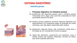  Processo digestivo no intestino grosso
As substâncias não digeridas passam para o intestino grosso
misturadas com a água. Aqui ocorrerá a absorção da maior
quantidade possível de água.
No intestino grosso podemos encontrar algumas bactérias que
desempenham um importante papel na produção de certas
vitaminas, que são depois absorvidas pelo sangue.
Ao desfazerem algumas fibras, elas contribuem ainda para a
formação de um considerável volume de gases.
Os restos dos alimentos, juntamente com bactérias, muco e
células mortas das paredes intestinais, formam as fezes,
que serão expulsas pelo ânus.
59
SISTEMA DIGESTÓRIO
Intestino grosso
 