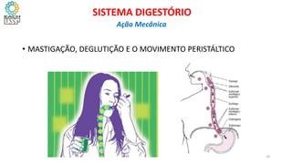 • MASTIGAÇÃO, DEGLUTIÇÃO E O MOVIMENTO PERISTÁLTICO
10
SISTEMA DIGESTÓRIO
Ação Mecânica
 