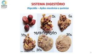16
SISTEMA DIGESTÓRIO
Digestão – Ações mecânica e química
 