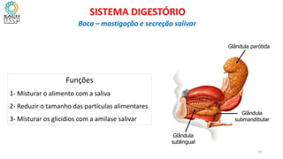 Glândula parótida
Glândula
submandibular
Glândula
sublingual
Funções
1- Misturar o alimento com a saliva
2- Reduzir o tamanho das partículas alimentares
3- Misturar os glicídios com a amilase salivar
18
SISTEMA DIGESTÓRIO
Boca – mastigação e secreção salivar
 