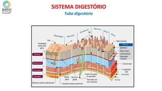 SISTEMA DIGESTÓRIO
Tubo digestório
 