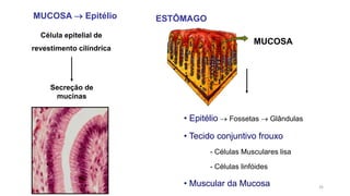 MUCOSA
ESTÔMAGO
• Epitélio  Fossetas  Glândulas
• Tecido conjuntivo frouxo
- Células Musculares lisa
- Células linfóides
• Muscular da Mucosa
MUCOSA  Epitélio
Célula epitelial de
revestimento cilíndrica
Secreção de
mucinas
26
 
