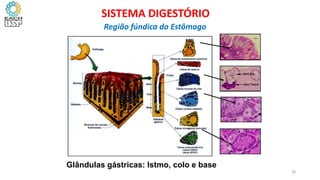 Glândulas gástricas: Istmo, colo e base
28
SISTEMA DIGESTÓRIO
Região fúndica do Estômago
 