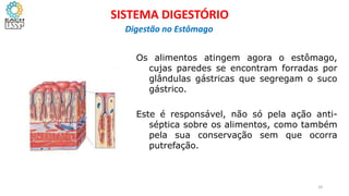 Os alimentos atingem agora o estômago,
cujas paredes se encontram forradas por
glândulas gástricas que segregam o suco
gástrico.
Este é responsável, não só pela ação anti-
séptica sobre os alimentos, como também
pela sua conservação sem que ocorra
putrefação.
29
SISTEMA DIGESTÓRIO
Digestão no Estômago
 