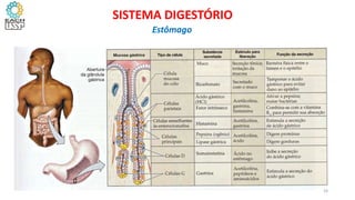 33
SISTEMA DIGESTÓRIO
Estômago
 