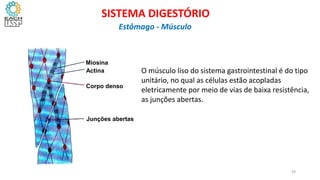 Miosina
Actina
Corpo denso
Junções abertas
O músculo liso do sistema gastrointestinal é do tipo
unitário, no qual as células estão acopladas
eletricamente por meio de vias de baixa resistência,
as junções abertas.
39
SISTEMA DIGESTÓRIO
Estômago - Músculo
 