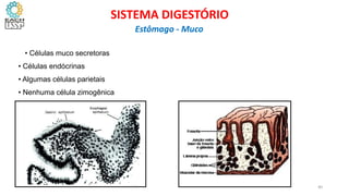 • Células muco secretoras
• Células endócrinas
• Algumas células parietais
• Nenhuma célula zimogênica
40
SISTEMA DIGESTÓRIO
Estômago - Muco
 