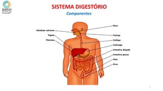 5
SISTEMA DIGESTÓRIO
Componentes
 
