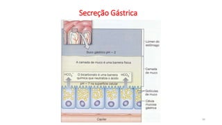 Secreção Gástrica
50
 