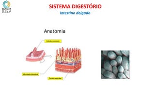 Anatomia
SISTEMA DIGESTÓRIO
Intestino delgado
 