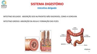 INTESTINO DELGADO: ABSORÇÃO DOS NUTRIENTES NÃO DIGERIDOS, COMO A GORDURA
INTESTINO GROSSO: ABSORÇÃO DA ÁGUA E FORMAÇÃO DAS FEZES
58
SISTEMA DIGESTÓRIO
Intestino delgado
 