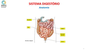 6
SISTEMA DIGESTÓRIO
Anatomia
 