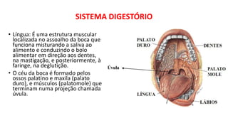 • Língua: É uma estrutura muscular
localizada no assoalho da boca que
funciona misturando a saliva ao
alimento e conduzindo o bolo
alimentar em direção aos dentes,
na mastigação, e posteriormente, à
faringe, na deglutição.
• O céu da boca é formado pelos
ossos palatino e maxila (palato
duro), e músculos (palatomole) que
terminam numa projeção chamada
úvula.
SISTEMA DIGESTÓRIO
 