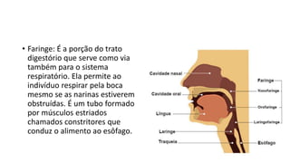 • Faringe: É a porção do trato
digestório que serve como via
também para o sistema
respiratório. Ela permite ao
indivíduo respirar pela boca
mesmo se as narinas estiverem
obstruídas. É um tubo formado
por músculos estriados
chamados constritores que
conduz o alimento ao esôfago.
 