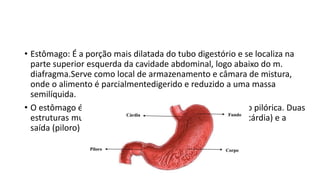 • Estômago: É a porção mais dilatada do tubo digestório e se localiza na
parte superior esquerda da cavidade abdominal, logo abaixo do m.
diafragma.Serve como local de armazenamento e câmara de mistura,
onde o alimento é parcialmentedigerido e reduzido a uma massa
semilíquida.
• O estômago é dividido em 3 partes: Fundo, corpo e porção pilórica. Duas
estruturas musculares (esfíncteres) controlam a entrada (cárdia) e a
saída (piloro) doalimento no estômago.
 