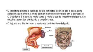 • O intestino delgado estende-se do esfíncter pilórico até o ceco, com
aproximadamente 6,5 mde comprimento e é dividido em 3 porções:o
O Duodeno é a porção mais curta e mais larga do intestino delgado. Ele
recebe secreções do fígado e do pâncreas.
• O Jejuno e o Ílio formam o restante do intestino delgado.
 