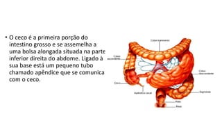 • O ceco é a primeira porção do
intestino grosso e se assemelha a
uma bolsa alongada situada na parte
inferior direita do abdome. Ligado à
sua base está um pequeno tubo
chamado apêndice que se comunica
com o ceco.
 