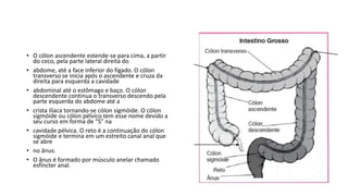 • O cólon ascendente estende-se para cima, a partir
do ceco, pela parte lateral direita do
• abdome, até a face inferior do fígado. O cólon
transverso se inicia após o ascendente e cruza da
direita para esquerda a cavidade
• abdominal até o estômago e baço. O cólon
descendente continua o transverso descendo pela
parte esquerda do abdome até a
• crista ilíaca tornando-se cólon sigmóide. O cólon
sigmóide ou cólon pélvico tem esse nome devido a
seu curso em forma de “S” na
• cavidade pélvica. O reto é a continuação do cólon
sigmóide e termina em um estreito canal anal que
se abre
• no ânus.
• O ânus é formado por músculo anelar chamado
esfíncter anal.
 