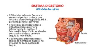 • Glândulas salivares: Secretam
enzimas digestivas na boca que
iniciam a digestão de glicídios. Há 3
pares de glândulas salivares:
• Parótidas: São subcutâneas e
estão localizadas anterior e
inferiormente às orelhas.
Submandibulares: Estão localizadas
no assoalho da boca perto do
ângulo da mandíbula.
• Sublinguais: Estão localizadas
abaixo da membrana mucosa, no
assoalho da boca, ao lado da
língua.
SISTEMA DIGESTÓRIO
Glândulas Acessórias
 