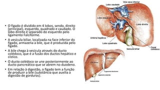 • O fígado é dividido em 4 lobos, sendo, direito
(principal), esquerdo, quadrado e caudado. O
lobo direito é separado do esquerdo pelo
ligamento Falciforme.
• A vesícula biliar, localizada na face inferior do
fígado, armazena a bile, que é produzida pelo
fígado.
• A bile chega à vesícula através do ducto
colédoco, que é a fusão dos ductos hepático e
cístico.
• O ducto colédoco se une posteriormente ao
ducto pancreático que se abrem no duodeno.
• Em relação à digestão, o fígado tem a função
de produzir a bile (substância que auxilia a
digestão de gorduras).
 